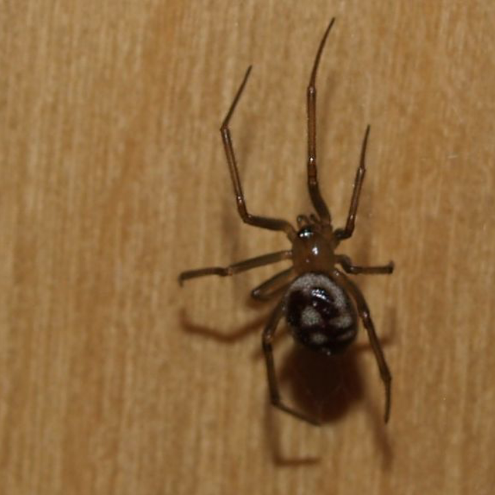 A photograph of a False widow spider. It has a small brown and tan body with white markings on its larger abdomen.